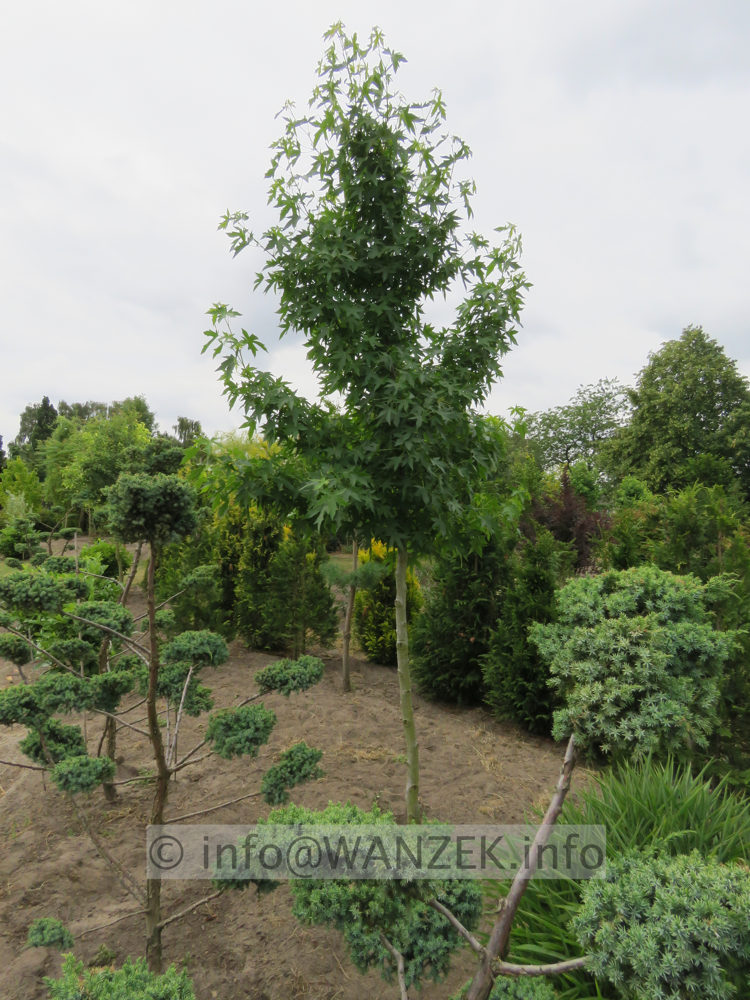 Liquidambar styraciflua Worplesdon als Spalier 01.JPG